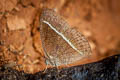 Lepcha Bushbrown Mycalesis lepcha kohimensis