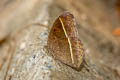 Lepcha Bushbrown Mycalesis lepcha kohimensis