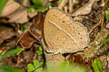 Lesser Bushbrown Mycalesis janardana sagittigera