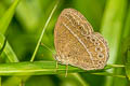 Lesser Bushbrown Mycalesis janardana sagittigera