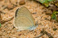 Lesser Grass Blue Zizina otis otis