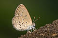 Lesser Grass Blue Zizina otis otis