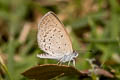 Lesser Grass Blue Zizina otis otis