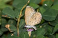 Lesser Grass Blue Zizina otis otis