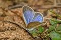 Lesser Grass Blue Zizina otis otis