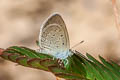 Lesser Grass Blue Zizina otis otis