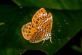 Lesser Harlequin Laxita thuisto ephorus