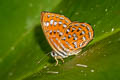 Lesser Harlequin Laxita thuisto ephorus