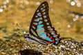 Lesser Jay Graphium evemon eventus (Blue Jay)