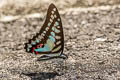 Lesser Jay Graphium evemon eventus (Blue Jay)