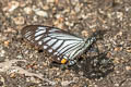 Lesser Mime Papilio epycides hypochra