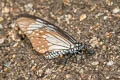 Lesser Mime Papilio epycides hypochra