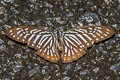 Lesser Zebra Graphium macareus perakensis