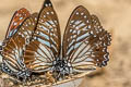 Lesser Zebra Graphium macareus burmensis