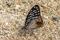 Lesser Zebra Graphium macareus perakensis