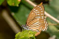 Lesser Zebra Graphium macareus indochinensis