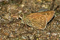 Light Straw Ace Pithauria stramineipennis stramineipennis