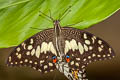 Lime Butterfly Papilio demoleus malayanus