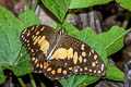 Lime Butterfly Papilio demoleus malayanus