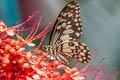 Lime Butterfly Papilio demoleus malayanus