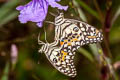 Lime Butterfly Papilio demoleus malayanus