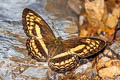 Little Banded Yeoman Algia fasciata fasciata