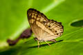 Little Banded Yeoman Algia fasciata fasciata