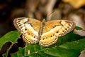 Little Banded Yeoman Algia fasciata fasciata