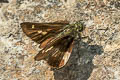 Long-banded Ace Halpe zola (Zola Banded Ace)