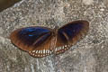 Long-branded Blue Crow Euploea algea menetriesii