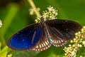 Long-branded Blue Crow Euploea algea menetriesii