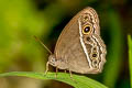 Long-branded Bushbrown Mycalesis visala phamis