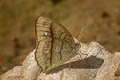 Long-branded Bushbrown Mycalesis visala visala