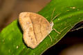 Long-branded Bushbrown Mycalesis visala visala