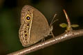 Long-branded Bushbrown Mycalesis visala visala