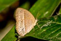 Long-branded Bushbrown Mycalesis visala phamis