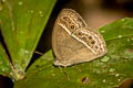 Long-branded Bushbrown Mycalesis visala phamis