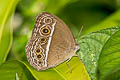 Long-branded Bushbrown Mycalesis visala phamis