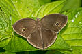 Long-branded Bushbrown Mycalesis visala phamis