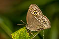 Long-branded Bushbrown Mycalesis visala visala