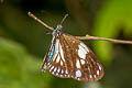 Magpie Crow Euploea radamanthus radamanthus