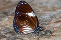 Magpie Crow Euploea radamanthus radamanthus