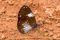 Magpie Crow Euploea radamanthus radamanthus