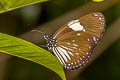 Magpie Crow Euploea radamanthus radamanthus