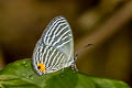 Malacca Cerulean Jamides malaccanus malaccanus (Soldier Cerulean)