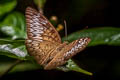 Malay Viscount Tanaecia pelea pelea