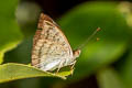 Malay Baron Euthalia monina kesava (Powdered Baron)