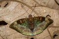 Malay Baron Euthalia monina kesava (Powdered Baron)