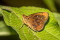 Malay Chestnut Bob Iambrix stellifer 