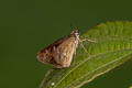 Malay Forest Bob Scobura phiditia